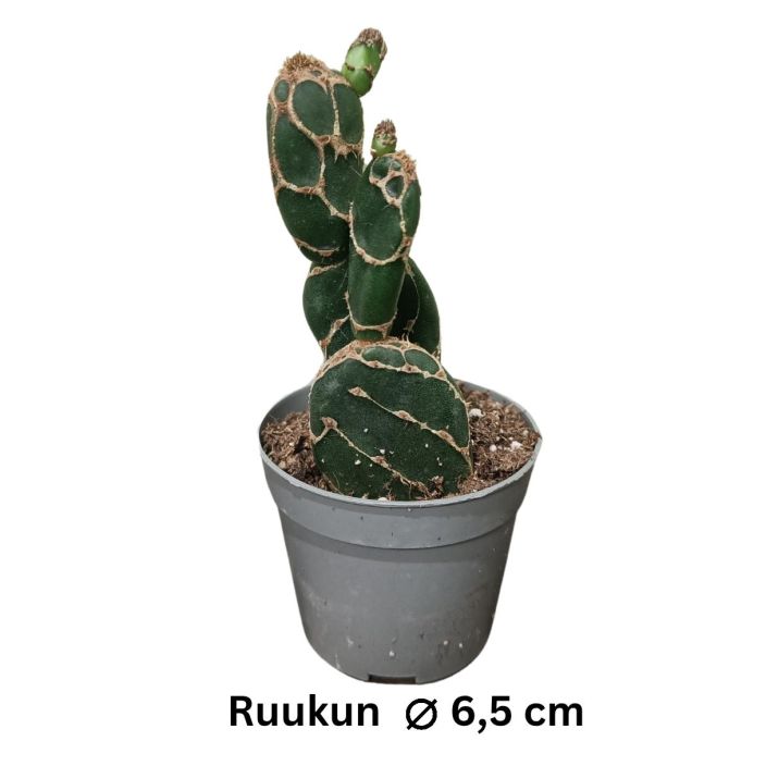 OPUNTIA 'COBRA' Opuntia reticulata 'Corbra' P6,5 Kaktus, jonka pinta nayttaa kaarmemaiselta