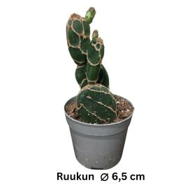 OPUNTIA 'COBRA' Opuntia reticulata 'Corbra' P6,5