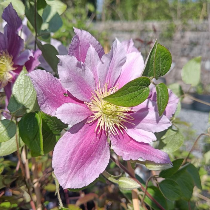 LOISTOKARHO 'PIILU' Clematis 'Piilu' At 1L Valko-vaaleanpunainen karho