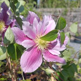 LOISTOKÄRHÖ 'PIILU' Clematis 'Piilu' At 1,5L