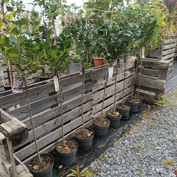 PIKKUSYREENI 'PALIBIN' Syringa meyeri 'Palibin' runko 80 cm tuotekuva 1