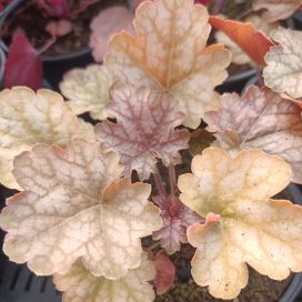TARHAKEIJUNKUKKA 'GINGER ALE' Heuchera 'Ginger Ale' P12