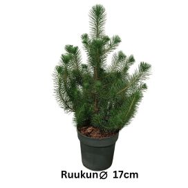 HUONEMÄNTY / PINJA Pinus pinea P17