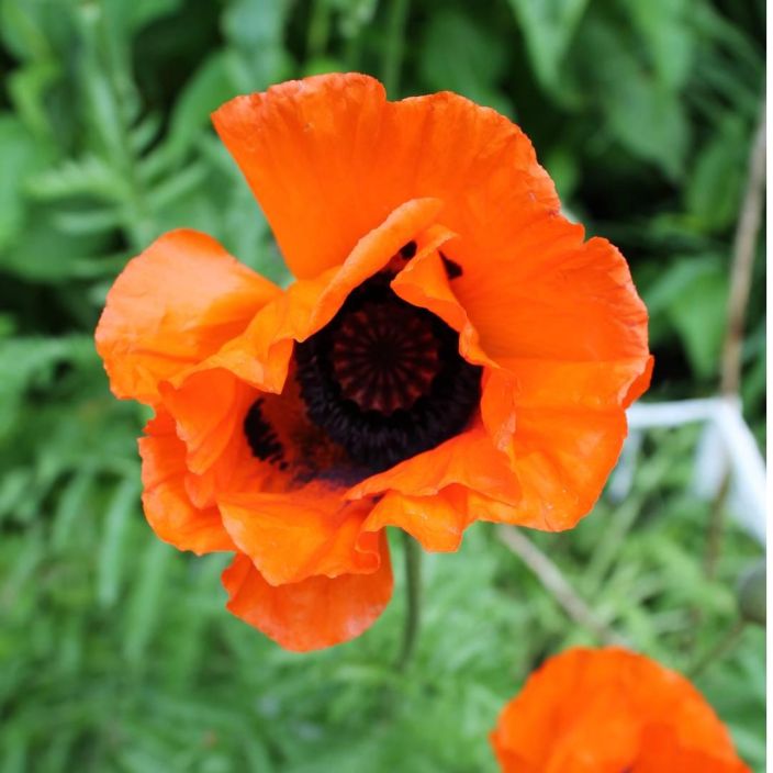 ISOIDANUNIKKO Papaver pseudo-orientale P10 Perinteinen, oranssikukkainen perenna