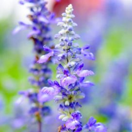 IISOPPI Hyssopus officinalis P10