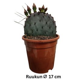 OPUNTIA Opuntia azurea P17