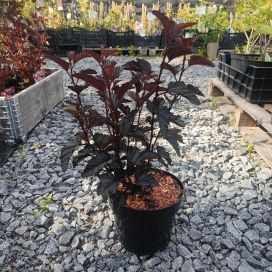 PURPPURAHEISIANGERVO 'PANTHER' Physocarpus opulifolius 'Panther' AT 3L