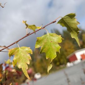 LIUSKAVISAKOIVU Betula pendula var. carelica 'Kalervo' 125-150 cm