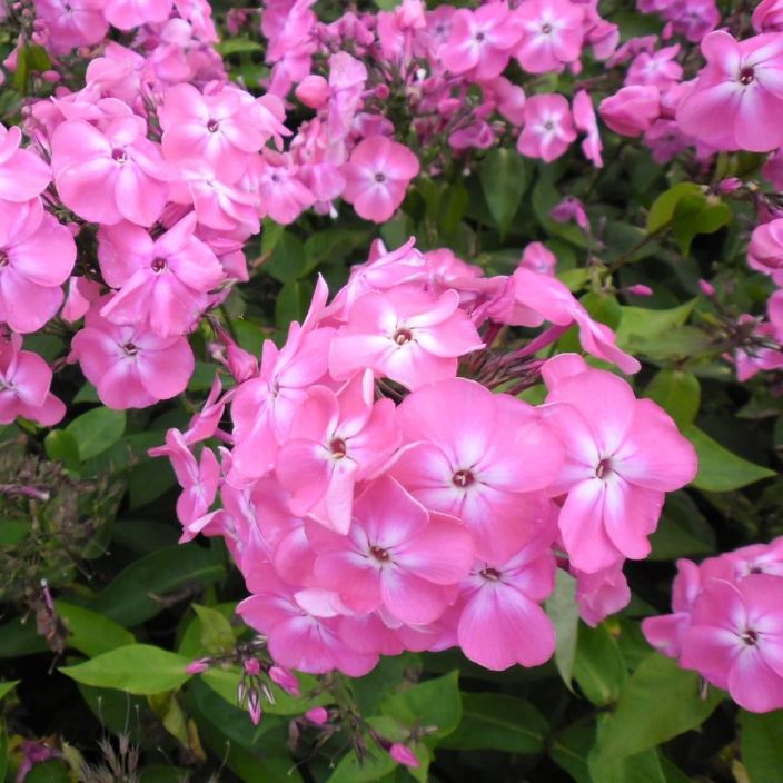 SYYSLEIMU 'ELLI' Phlox paniculata 'Elli' P10 Vaaleanpunakukkainen leimukukka