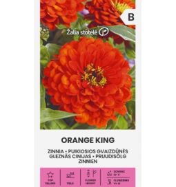 Tsinnia 'Orange King'