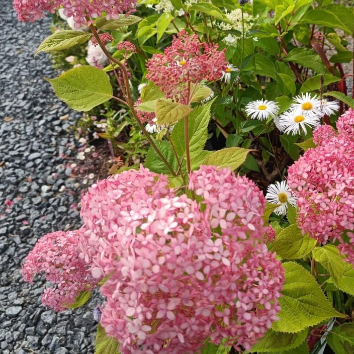 PALLOHORTENSIA, Hydrangea arborescens 'Pink Annabelle' VAIN NOUTO PALLOHORTENSIA, Hydrangea arborescens 'Pink Annabelle' VAIN NOUTO