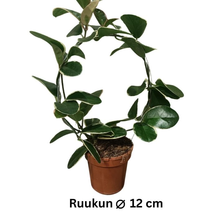 AUSTRALIANPOSLIINIKUKKA 'BLONDIE' Hoya australis 'Blondie' kaaressa P12 lajike epavarma Posliinikukka, jonka lehtien AUSTRALIANPOSLIINIKUKKA 'BLONDIE' Hoya australis 'Blondie' kaaressa P12 lajike epavarma Posliinikukka, jonka lehtien