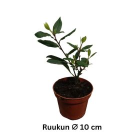 LAAKERIPUU Laurus nobilis P10