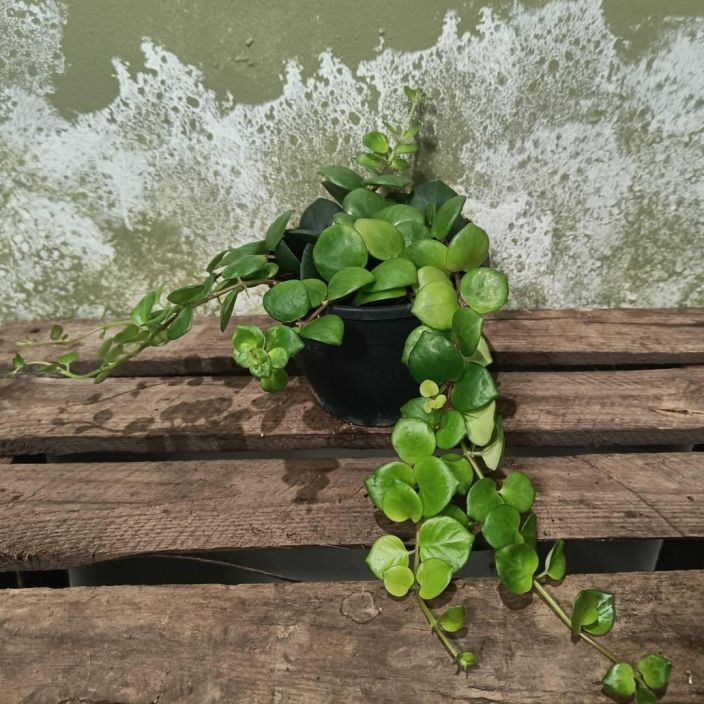 SOIHTUKOYNNOS 'PINK POLKA' Aeschynanthus 'Pink Polka' P12 Pinkkikukkainen soihtukoynnos