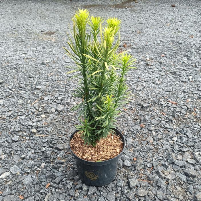 JAPANINRYPALEKUUSI 'KOREAN GOLD' Cephalotaxus harringtonii 'Korean Gold' P25 Erikoishavu, jonka uudet neulaset ovat