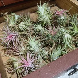 ILMAKASVI MIX Tillandsia mix