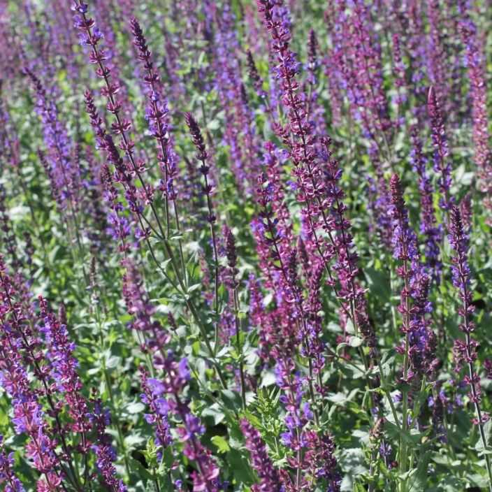 LOISTOSALVIA 'BLUE QUEEN' Salvia x sylvestris 'Blue Queen' P10 Lilakukkainen porriaisten suosikki