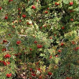 KOTIPIHLAJA Sorbus aucuparia 150-250 cm