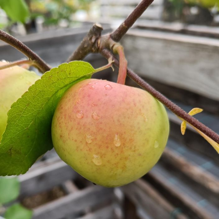 KESAOMENA 'VUOKKO' Malus domestica 'Vuokko' At 7,5L Suuria, makeita syontiomenoita tekeva lajike / VAIN NOUTO
