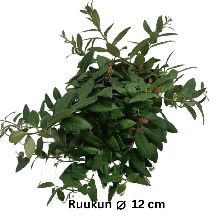 SOIHTUKOYNNOS 'CARO IMPROVED' Aeschynanthus 'Caro Improved' P12 Punaisilla kukilla kukkiva soihtukoynnos / kasveissa ei ole
