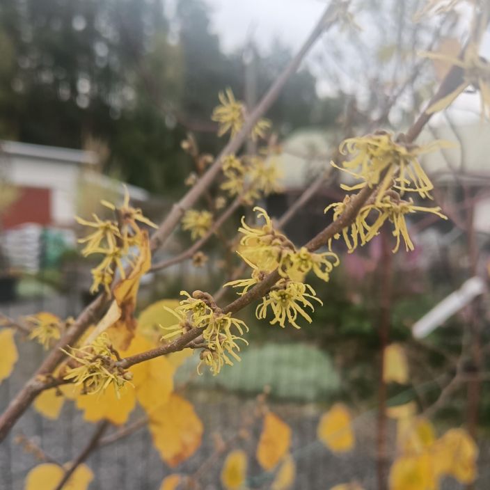 AMERIKANTAIKAPAHKINA Hamamelis virginiana amerikantaikapahkina 80-100 cm Syksylla keltaisin kukin kukkiva pahkinalaji / VAIN