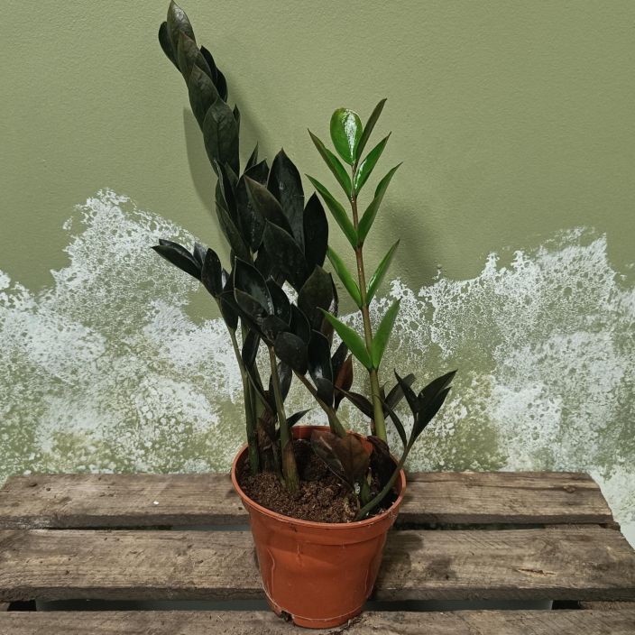 PALMUVEHKA 'ZAMICRO DARK' Zamioculcas zamiifolia 'Zamicro Dark' P10,5 Tummalehtinen, kaapiokasvuinen uutuuslajike