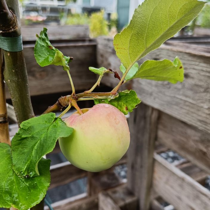 SYYSOMENA 'MOSKOVAN PAARYNAOMENA' Malus domestica 'Moskovan Paarynaomena' Raikas, kiintea syysomenalajike. / VAIN NOUTO
