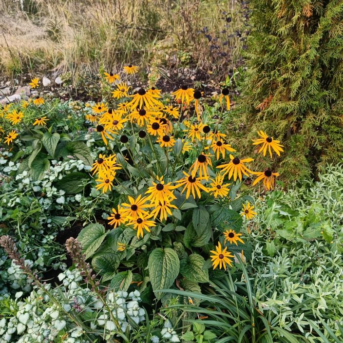 SADEPAIVANHATTU 'GOLDSCHIRM' Rudbeckia fulgida 'Goldschirm' P9 Keltakukkainen syksyn porriaiskasvi