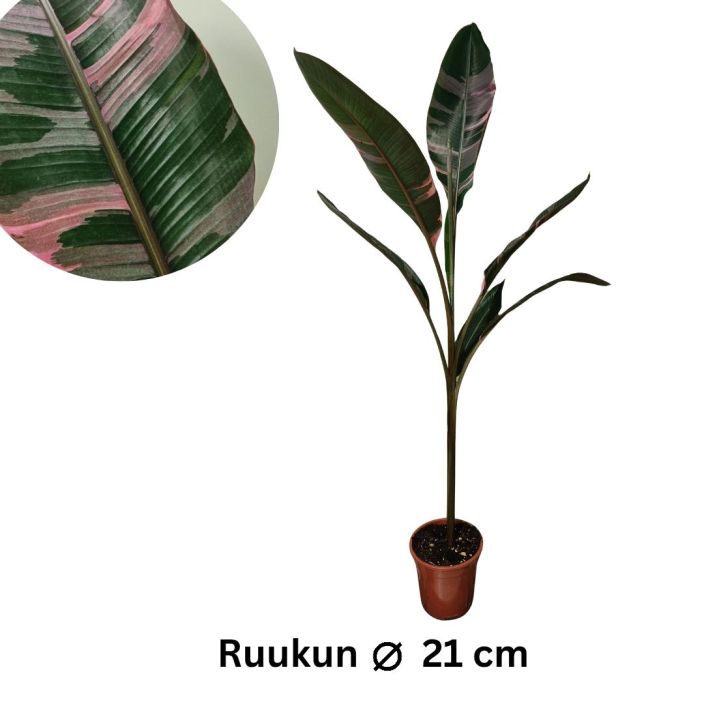 BANAANI Musa 'NONO PINK VARIEGATA' P21 Pinkkiraitalehtinen banaanikasvi / VAIN NOUTO