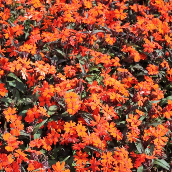 Lychnis x Arkwrightii 'Vesuvius', Leimurakkaus