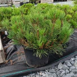 KÄÄPIÖVUORIMÄNTY 'PUMILIO' Pinus mugo 'pumilio' At 5L
