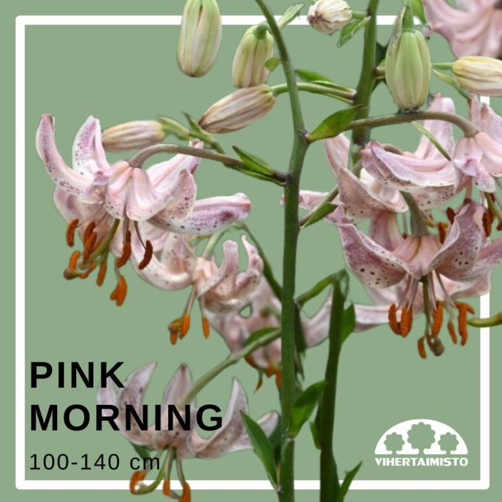 MARHANLILJA / VARJOLILJA 'PINK MORNING' Lilium martagon-r 'Pink Morning' 2 sipulia Vaaleanpunainen, korkea sipulikukka /