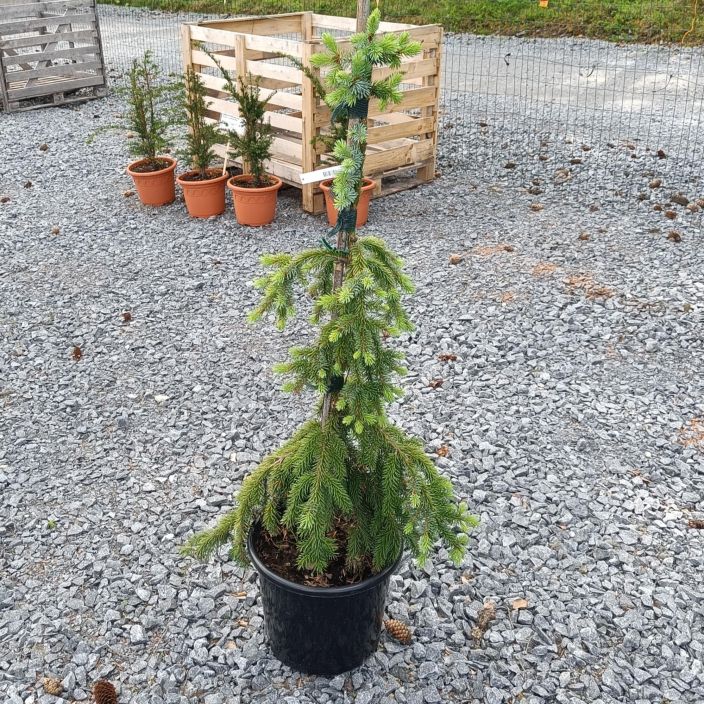 RIIPPASERBIANKUUSI 'PENDULA' Picea omorika 'Pendula', 120cm Serbiankuusen riippuvaoksainen muoto, joka vaatii tukea