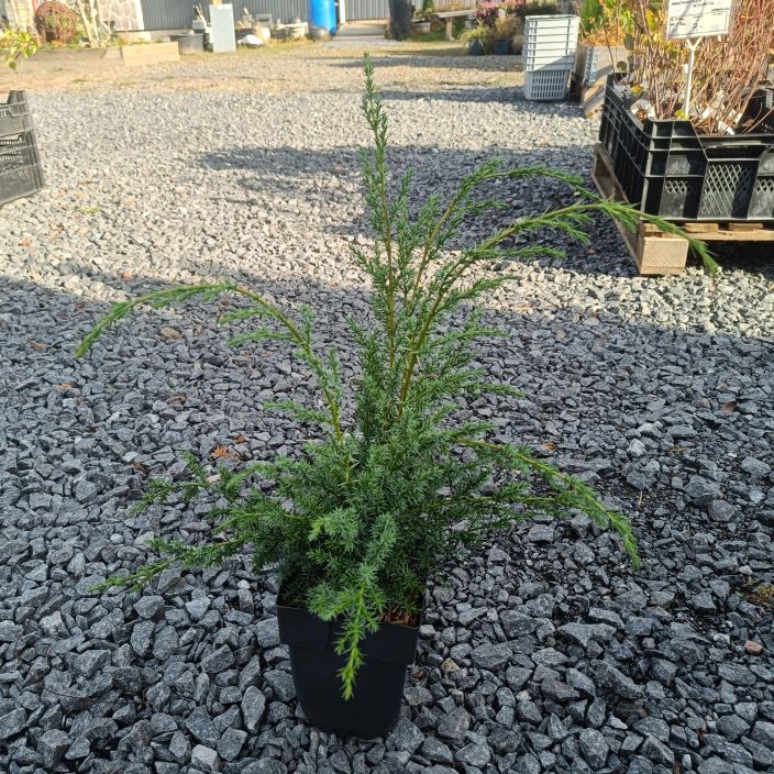 KIINANKATAJA 'BLUE ALPS' Juniperus chinensis 'Blue Alps' P17 Sinertava ja hieman pystykasvuinen kataja / Astiataimi