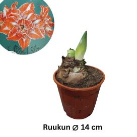 RITARINKUKKA (Amaryllis) 'HAPPY NYMPH' Hippeastrum 'Happy Nymph' P14