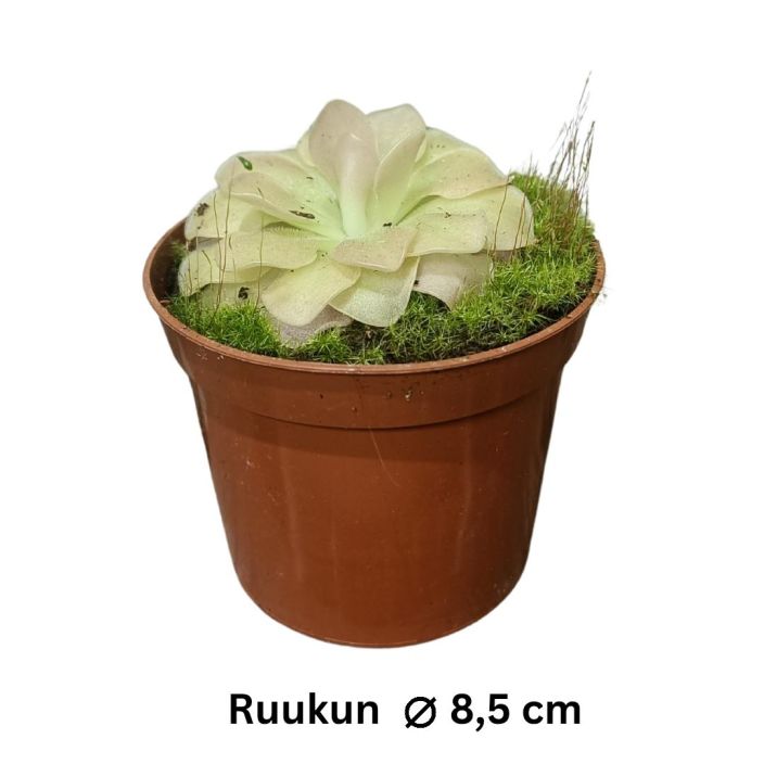 YOKONLEHTI 'WESER' Pinguicula 'Weser' P8,5 TULOSSA 10.2. / Tahmealehtinen lihansyojakasvi / lihansyojakasvit 9/8,5 cm