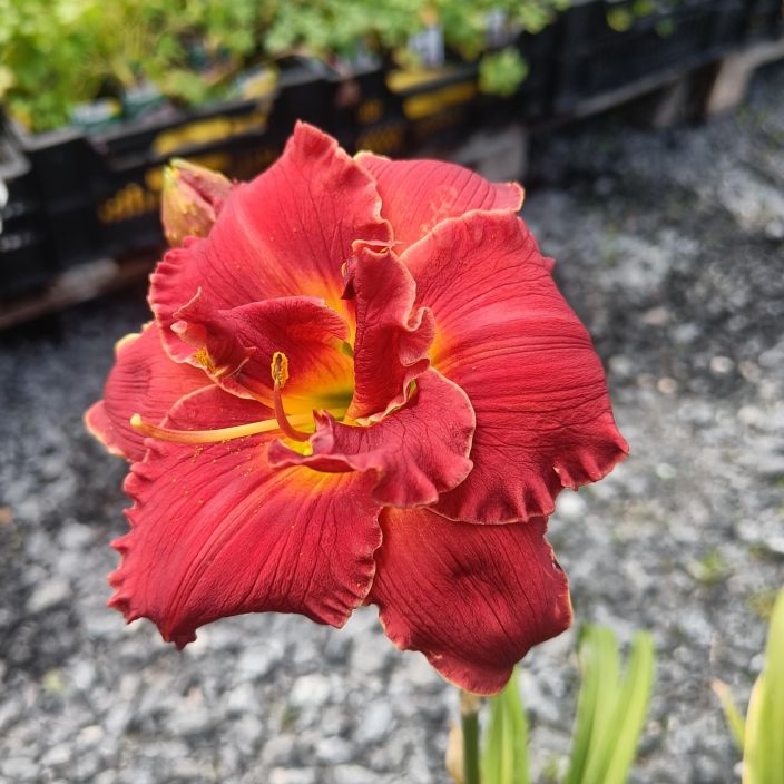 TARHAPAIVANLILJA 'RUBY CORSAGE' Hemerocallis 'Ruby Corsage' P11 Rimpsureunainen, voimakkaanpunainen paivanlilja
