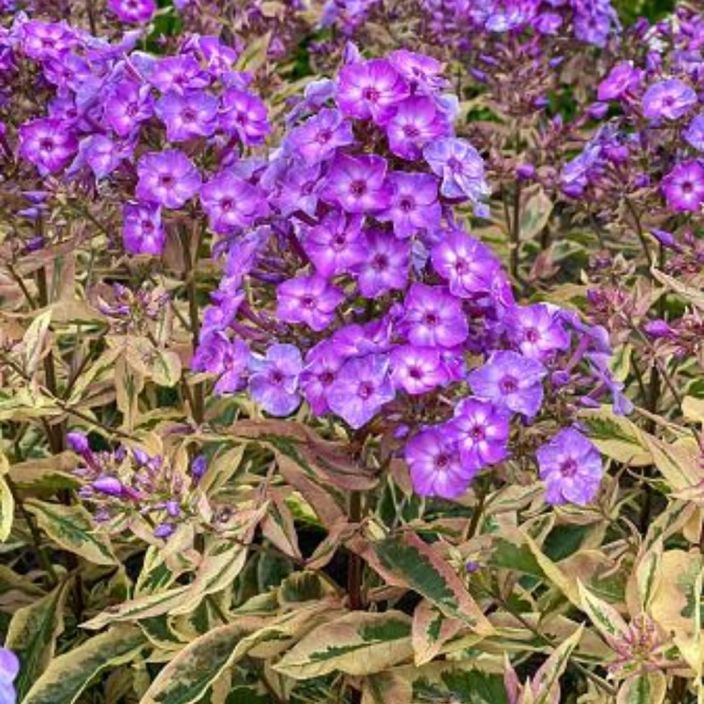 SYYSLEIMU 'OLYMPUS' Phlox paniculata 'Olympus' P9 Syysleimuerikosuus, jonka lehdet ovat valkovihreakirjavat ja kukka SYYSLEIMU 'OLYMPUS' Phlox paniculata 'Olympus' P9 Syysleimuerikosuus, jonka lehdet ovat valkovihreakirjavat ja kukka
