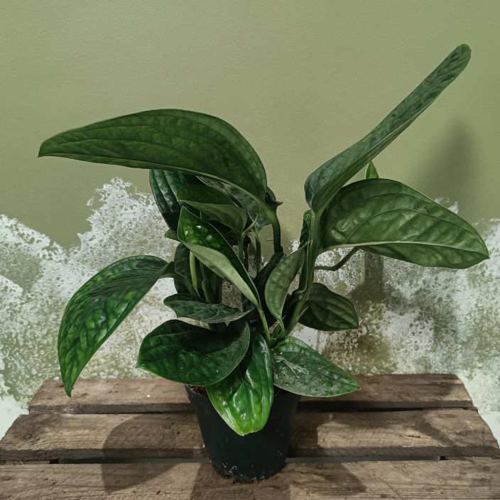 KULTAKOYNNOS 'MARBLE PLANET' Epipremnum aureum (pinnatum) 'Marble Planet' P12 Kulkee myos nimella Monstera karsteanium seka