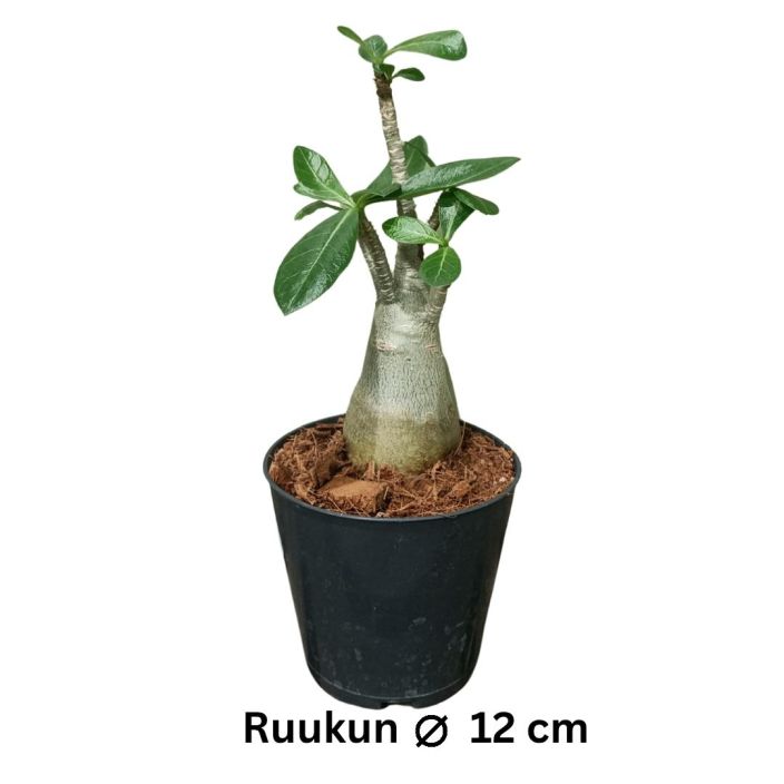 AAVIKKORUUSU Adenium obesum P12 Aavikkoruusu, jonka varsi on jo paksu. Ei kuki talla hetkella.