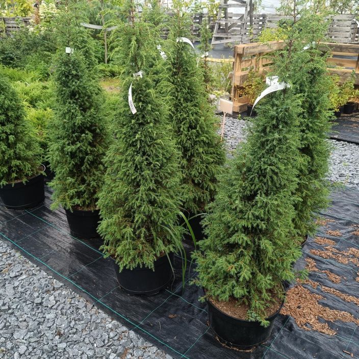 PILARIKATAJA 'PYRAMIDALIS' Juniperus communis 'Pyramidalis' 100-120 cm Kapea ja pystykasvuinen kataja / VAIN NOUTO