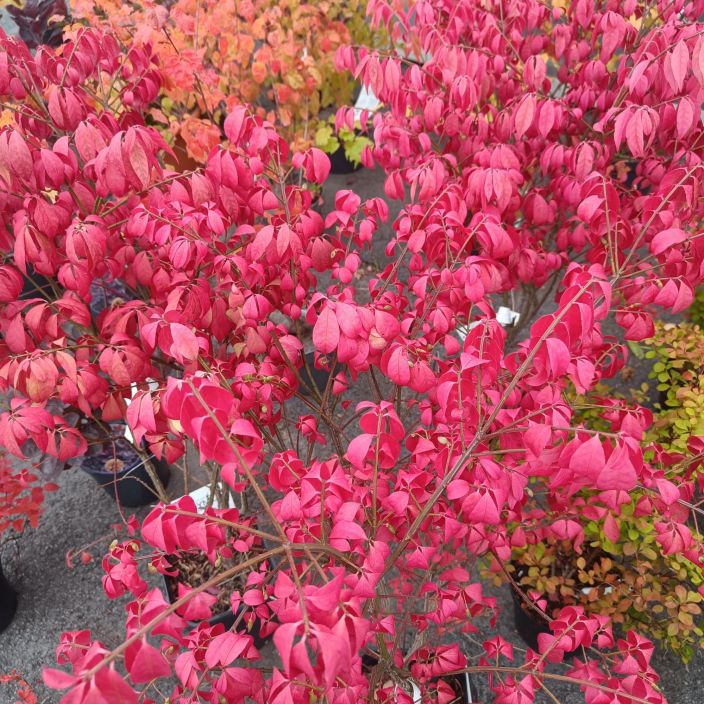 PALLESORVARINPENSAS, Euonymus alatus 'Compactus' Syksylla leiskuvanpunaisena hehkuva pikkupensas myyntikoko n. 50 cm