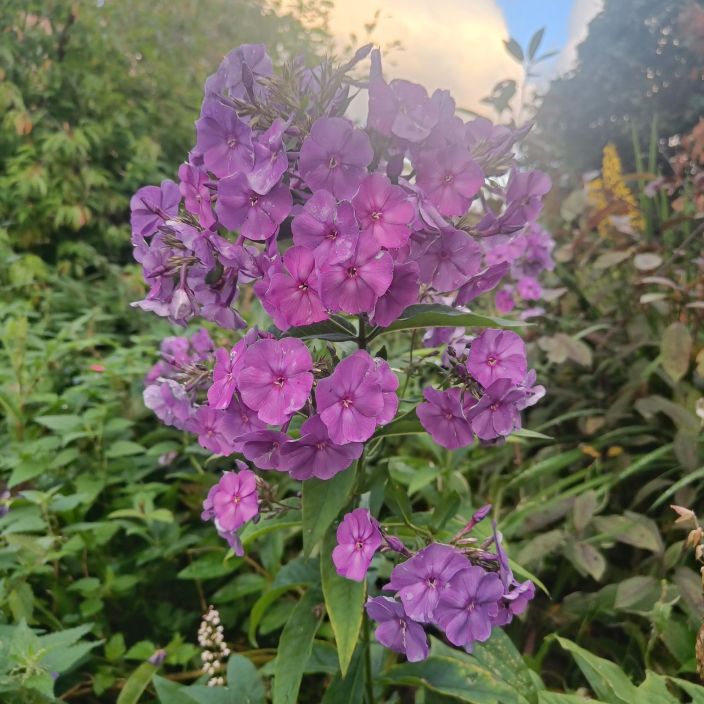 SYYSLEIMU 'OSMO HEIKINHEIMO' Phlox paniculata 'Osmo Heikinheimo' P10 Violettikukkainen syysleimu