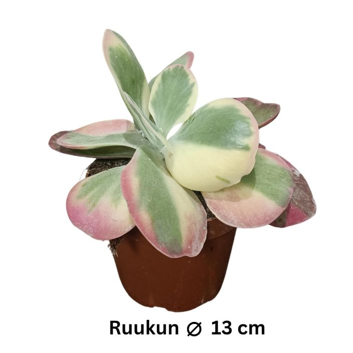 KAPINITULEHTI 'VARIEGATA' Kalanchoe thyrsifolia 'Variegata' P13 Kirjavalehtinen itulehti, jonka lehdet ovat kuin pannukakut