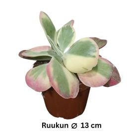 KAPINITULEHTI 'VARIEGATA' Kalanchoe thyrsifolia 'Variegata' P13