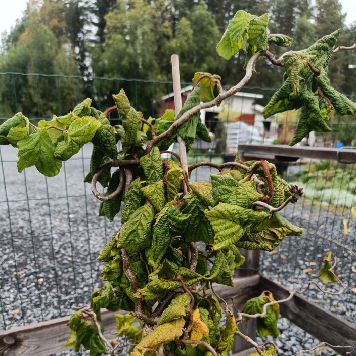 PEIKONPAHKINA 'CONTORTA' Corylus avellana 'Contorta' Kankyraoksainen ja kappyralehtinen pahkinapensas. / VAIN NOUTO
