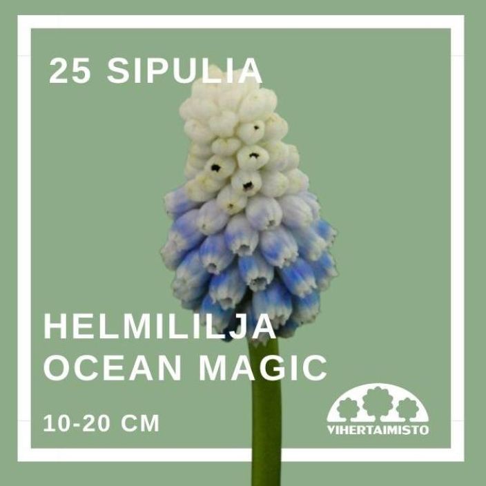 HELMILILJA 'OCEAN MAGIC' Muscari 'Ocean Magic' 25 sipulia 25 sipulia pussissa