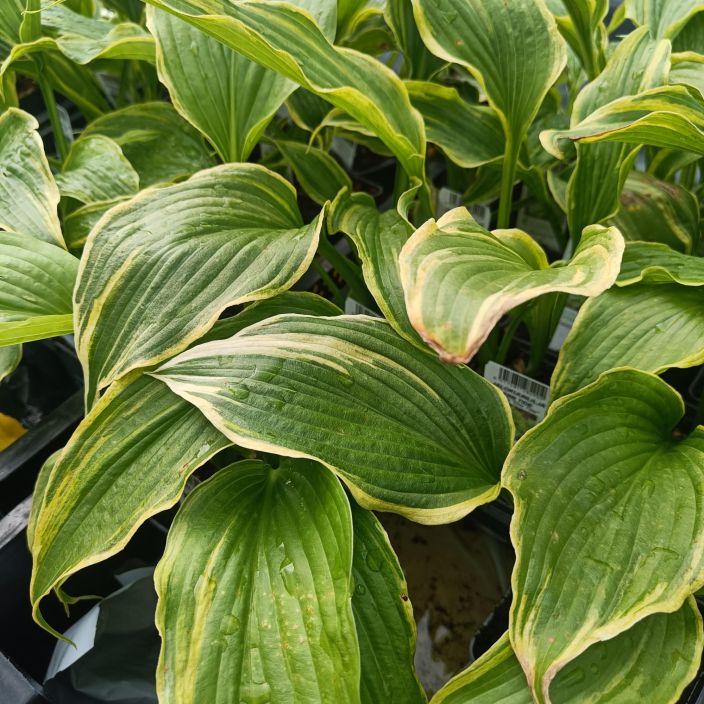 JALOKUUNLILJA 'EBB TIDE' Hosta hybr. 'Ebb Tide' P10 Keskikokoinen, vihrealehtinen kuunlilja, jonka lehden reunassa on
