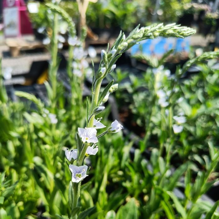 UNELMATADYKE Veronica gentianoides P9 Sinikukkainen perenna
