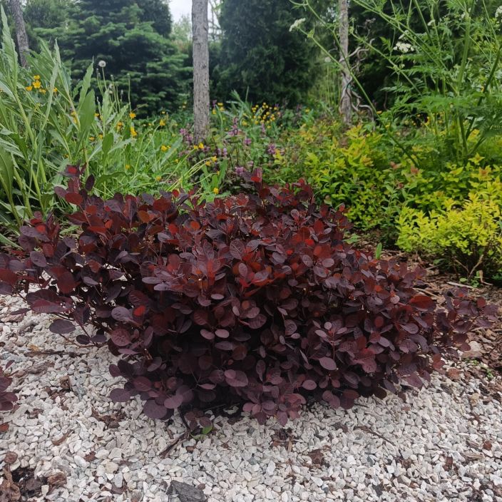 PERUUKKIPENSAS 'ROYAL PURPLE' Cotinus coggygria 'Royal Purple' Tummalehtinen peruukkipensas.